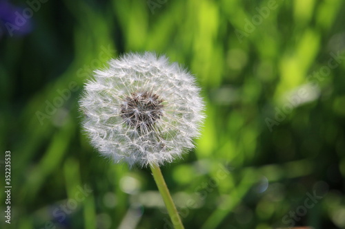 A close up photograph of a dandelion seed head full of seeds ready to disperse.  Selective focus  natural greenery background