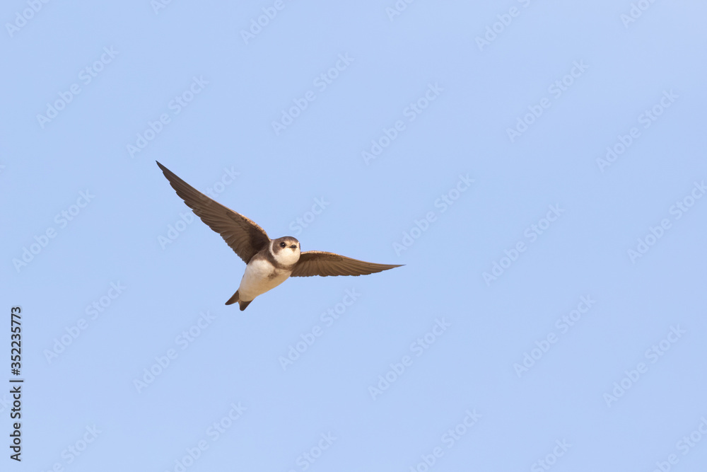Common house martin (Delichon urbicum) flying over blue sky in germany Common house martin (Delichon urbicum) flying over blue sky in germany