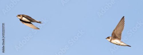 Portrait of two common house martin (Delichon urbicum) flying over blue sky in germany