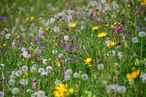 Blumenwiese am Berg © MEISTERFOTO