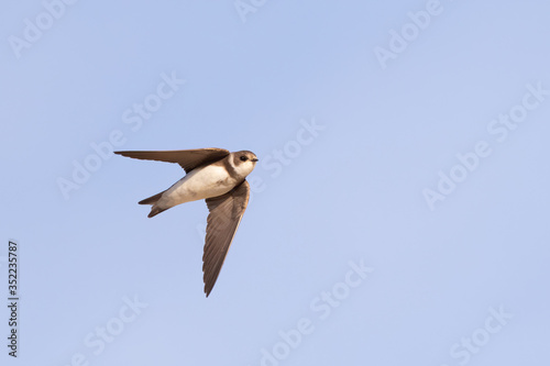 Fotografia Common house martin (Delichon urbicum) flying over blue sky in germany