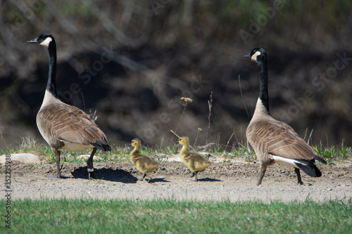 Famille de bernaches au printemps photo