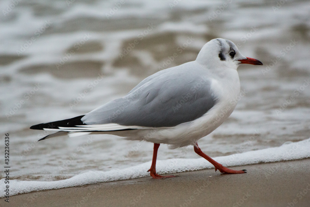 seagull on sand on the Baltic Sea seagull on sand on the Baltic Sea