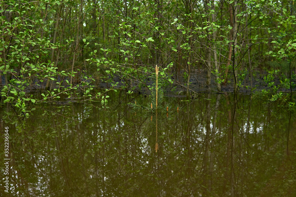 young forest flooded during high water in spring