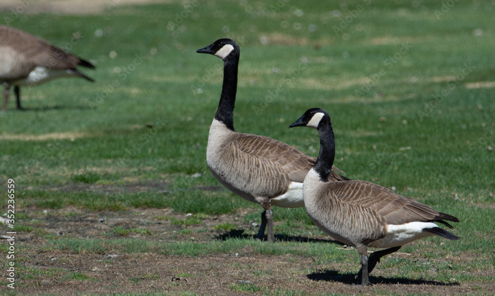 Bernaches du Canada (oies sauvages ou outardes) au champs au printemps Bernaches du Canada (oies sauvages ou outardes) au champs au printemps
