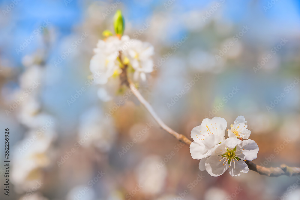 Natural spring texture of a flowering branch. Blossoms apple tree, pear in white closeup and copy space. Congratulation card and free space.