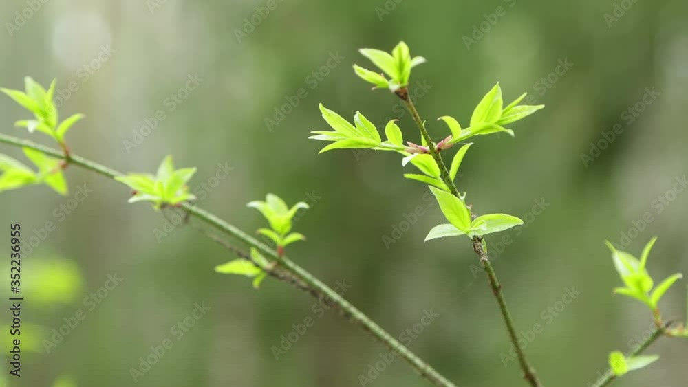 A young green twig in the foreground swings in the wind. Spring City Park. Warm weather. Bright daylight. A close-up. Uhd. A young green twig in the foreground swings in the wind. Spring City Park. Warm weather. Bright daylight. A close-up. Uhd.