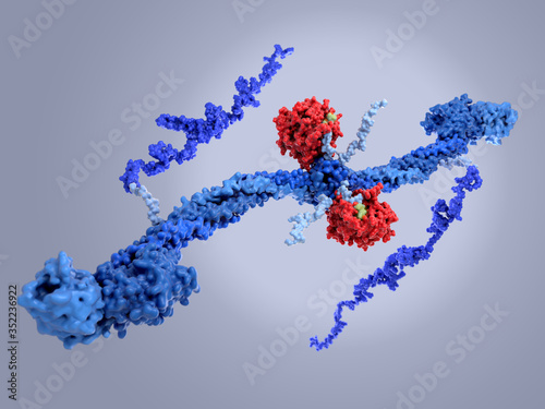 Thrombin (red) converts fibrinogen into fibrin causing it to polymerize an build blood clots.