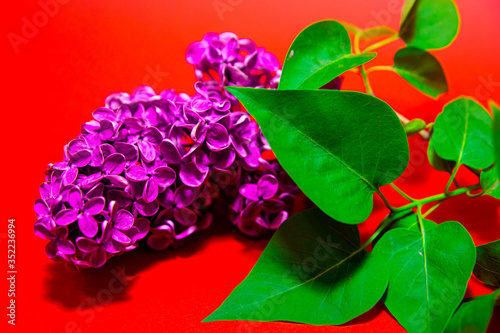 lilac branch with green leaves on a red background