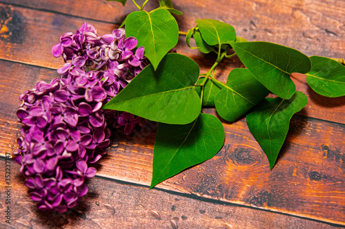 lilac branch with green leaves on on a texture under a tree