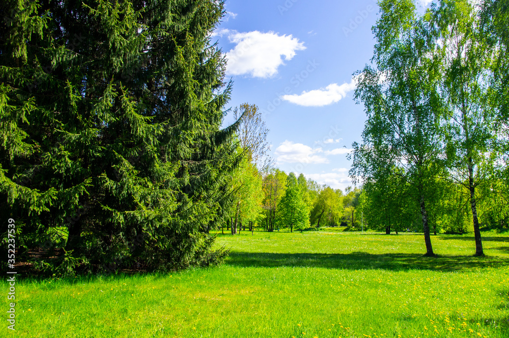 Obraz premium Summer bright beautiful park without people. Green trees and grass