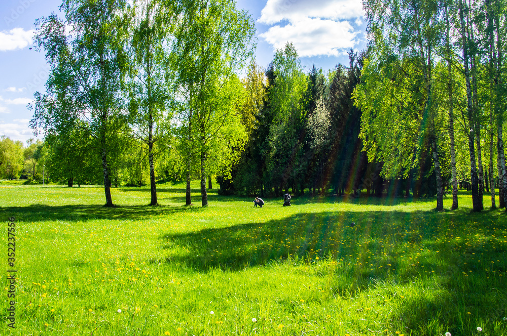 Summer bright beautiful park without people. Green trees and grass