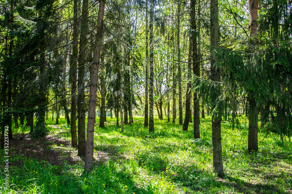 Obraz premium Summer bright beautiful park without people. Green trees and grass