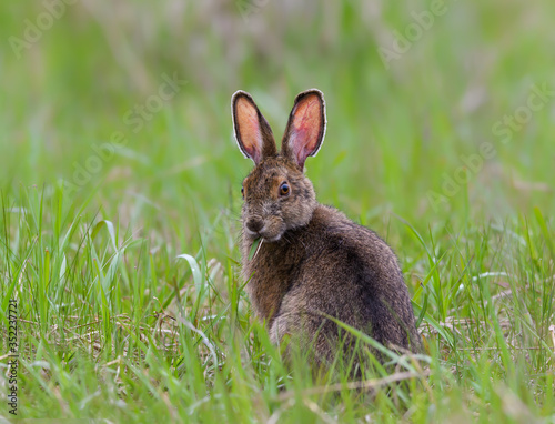 Snowshoe Hare Closeup Portrait in Spring