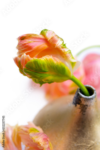 Colorful pink salmon parrot tulips in small vase on white background, floral concept