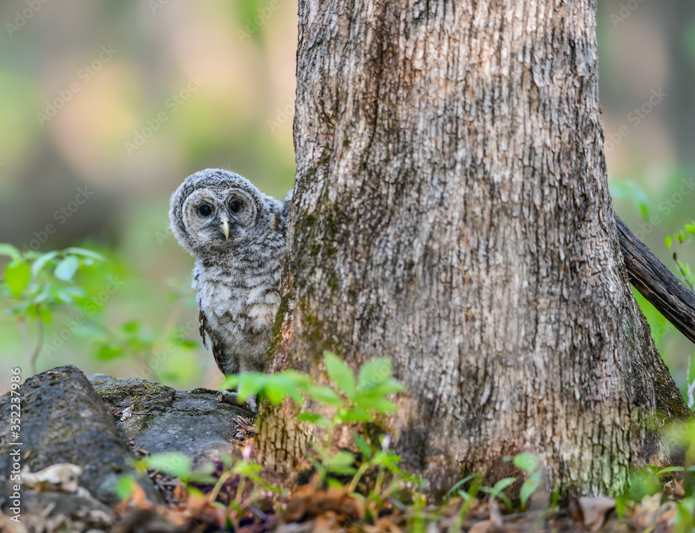 Barred Owl Owlet on Forest Ground and Peeking Around the Tree After Being Fledged Barred Owl Owlet on Forest Ground and Peeking Around the Tree After Being Fledged