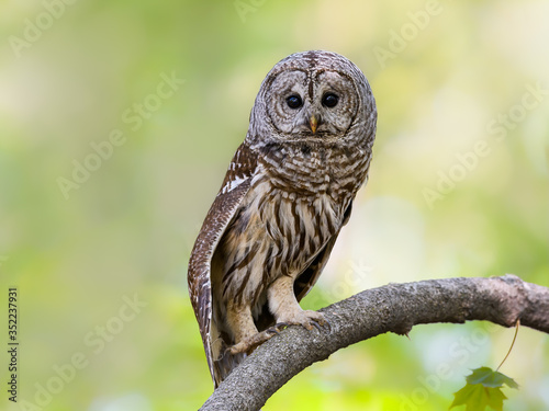 Barred Owl Standing on Tree Branch in Spring  Closeup Portrait