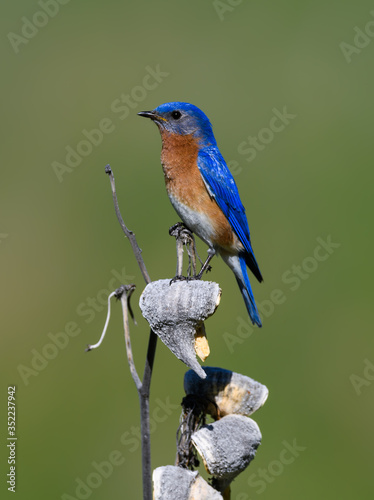Male Eastern Bluebird Perched on Dried Milkweed on Green Background