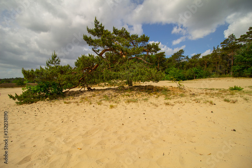 Green tree in the middle of the sand dunes © Marco