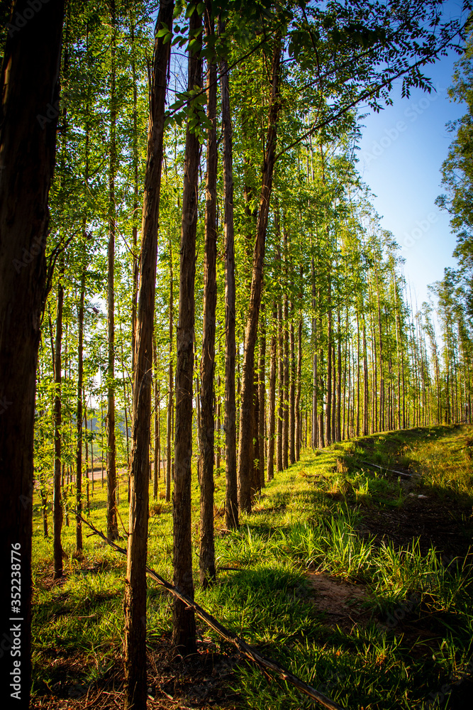Forest Forest