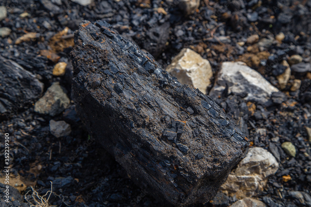 Coal lignite specimen rock sample mineral Coal lignite specimen rock sample mineral