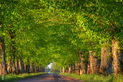 Fototapeta Naklejka Na Ścianę i Meble -  Countryside road among the trees. Masuria, Poland.