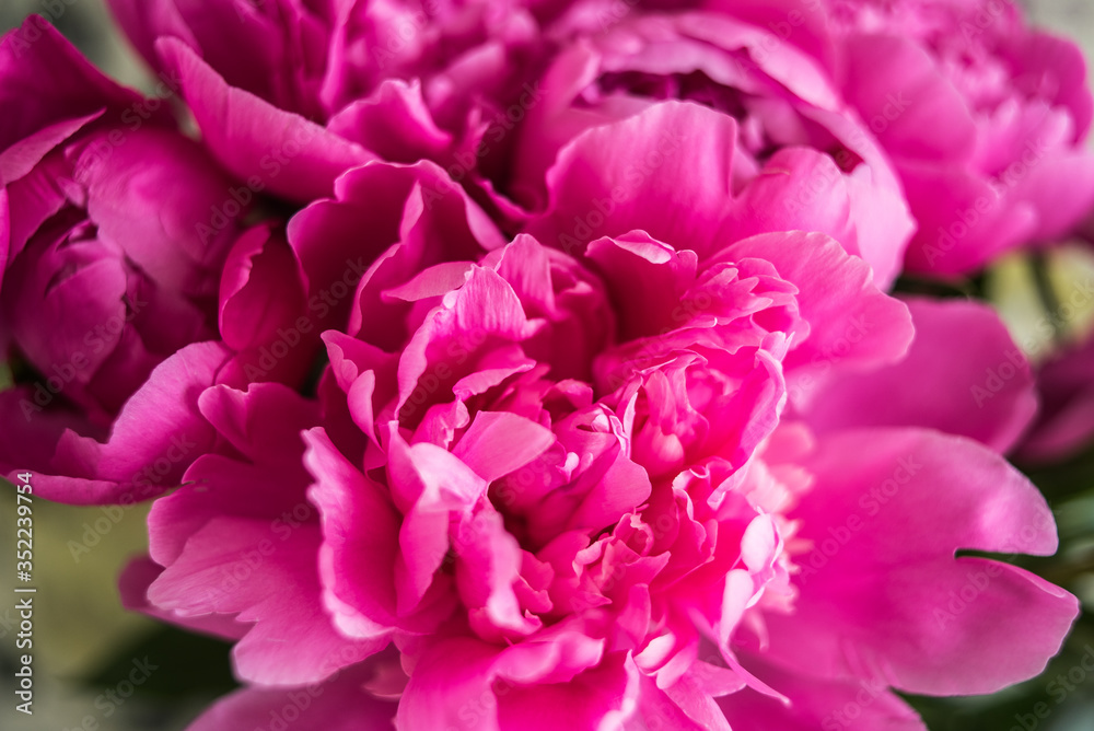 Big bouquet of beautiful pink peonies