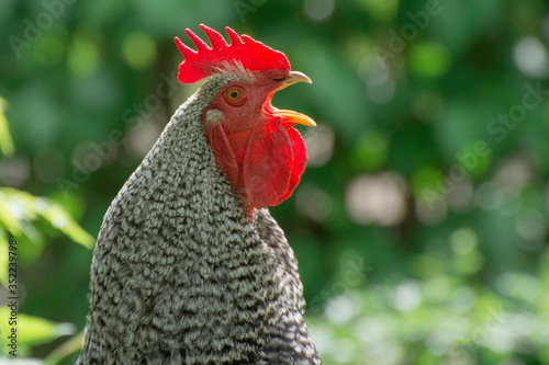 Fotografia A rooster screams at a poultry farm