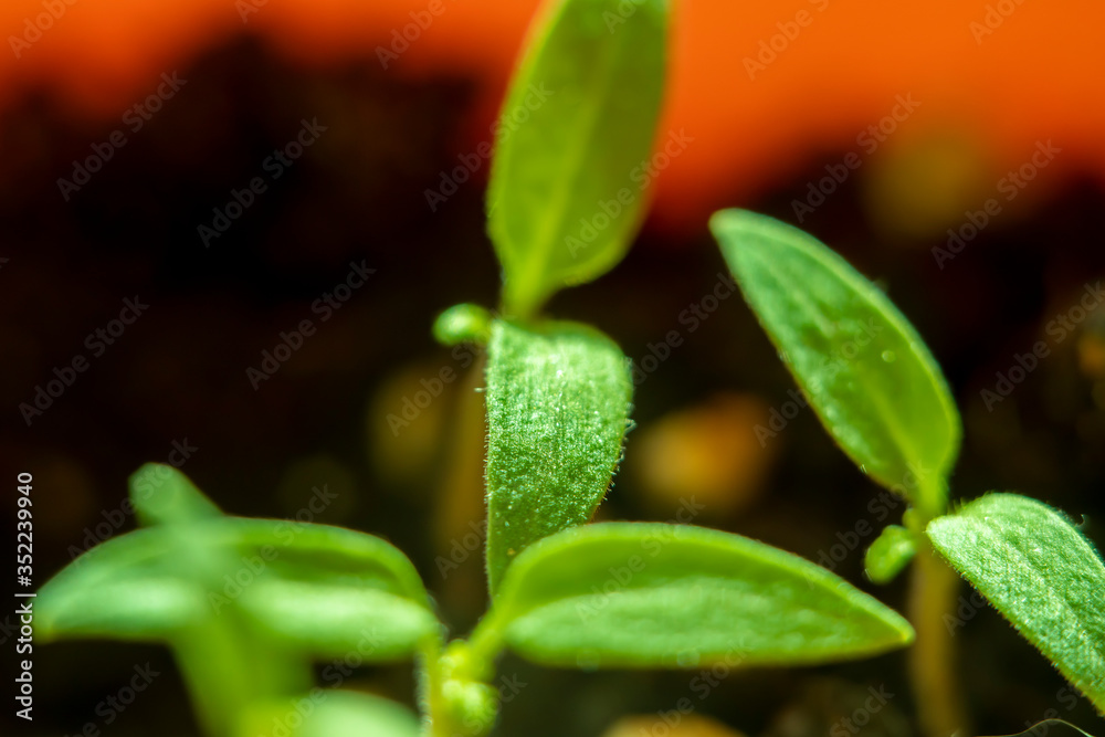 Blurred with soft focus background with a small sprout of tomato sprouted from the ground. Blurred with soft focus background with a small sprout of tomato sprouted from the ground.