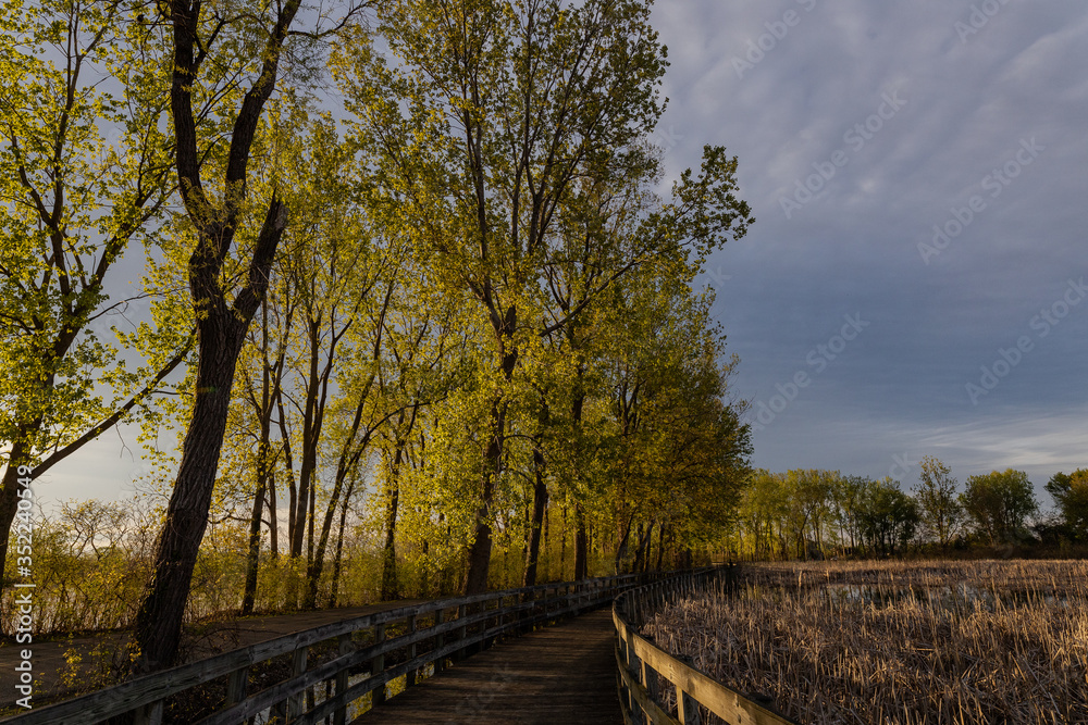 Swamp Trail Swamp Trail