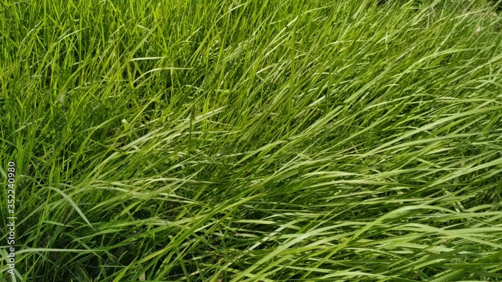 Reeds green grass motion and wind background natural texture Reeds green grass motion and wind background natural texture