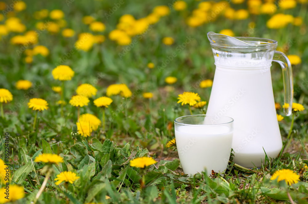 milk in glass with dandelions on the background milk in glass with dandelions on the background