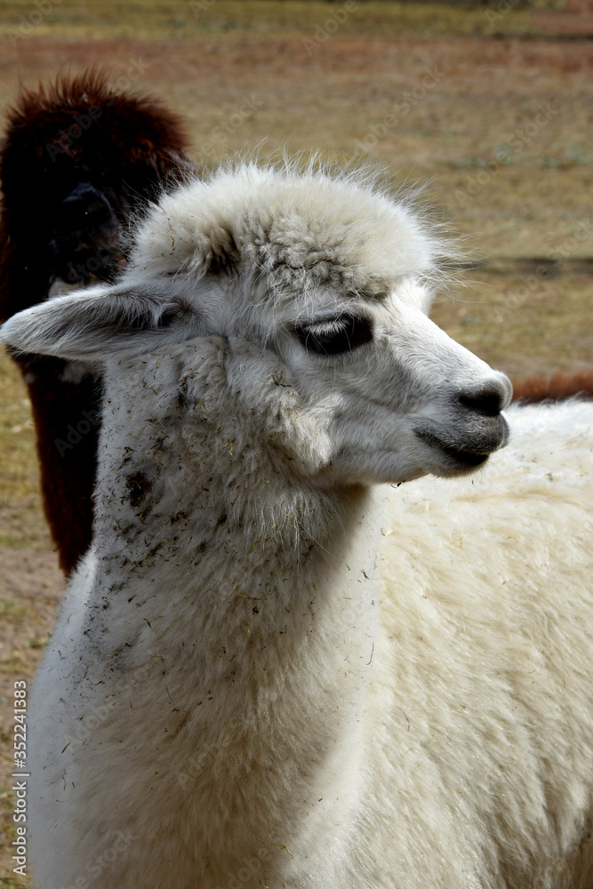 head of white alpaca in the yard