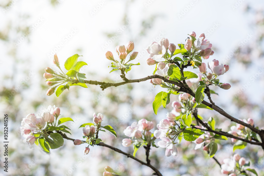 Apple tree branch in bloom at sunrise, pink blossoms and buds of apple tree, nature and flora concept Apple tree branch in bloom at sunrise, pink blossoms and buds of apple tree, nature and flora concept