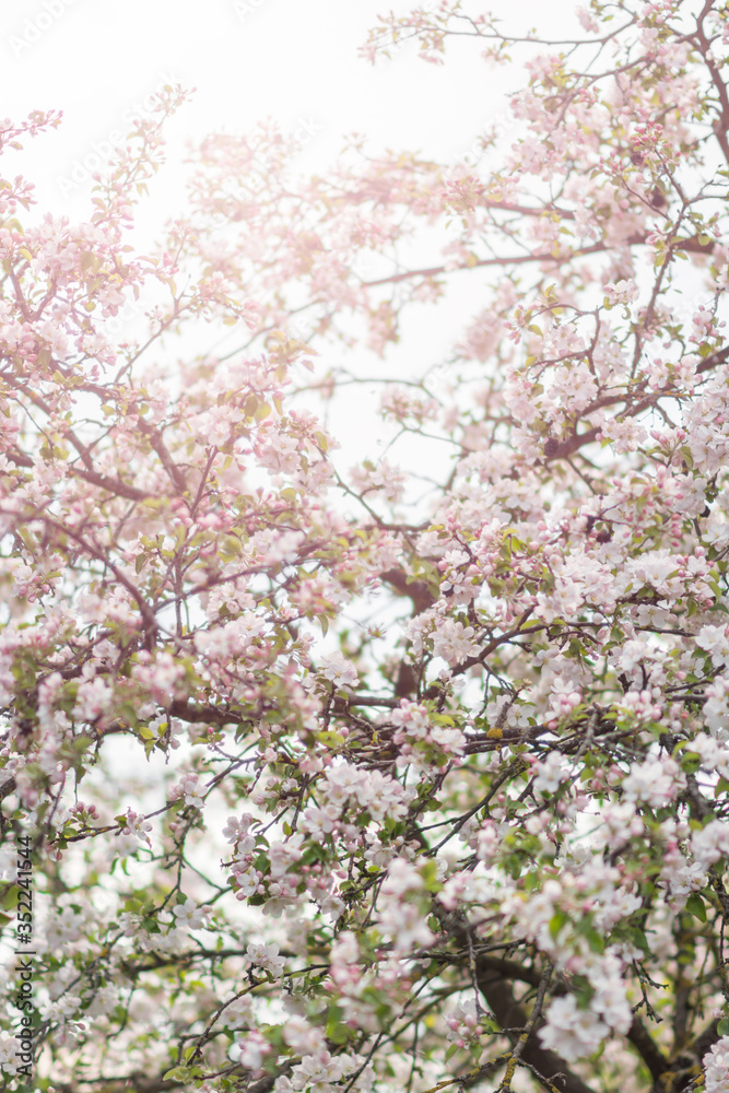 Apple tree in bloom, floral white pink background, soft focus, narrow depth of field Apple tree in bloom, floral white pink background, soft focus, narrow depth of field