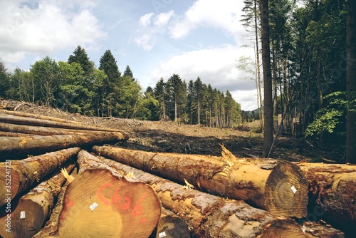 Принти на полотні Paysage rondins de bois des Vosges exploitation forestière