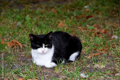 black and white cat sitting on a concrete road