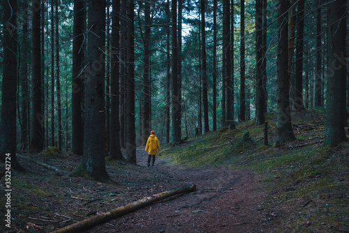 Fototapeta Naklejka Na Ścianę i Meble -  woman bright yellow raincoat  walking on a path in a foggy dark forest