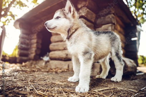 cute puppy alaskan malamute run on grass garden photo