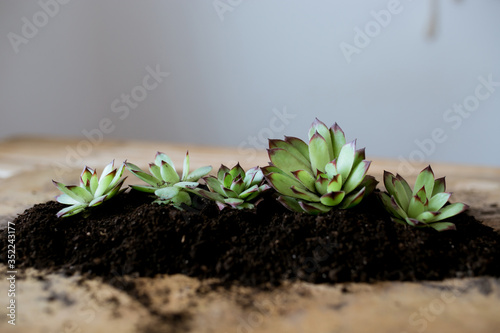 composition of succulents on a wooden table background, planting succulent pot on wooden background, earth day, gardener growing succulents 