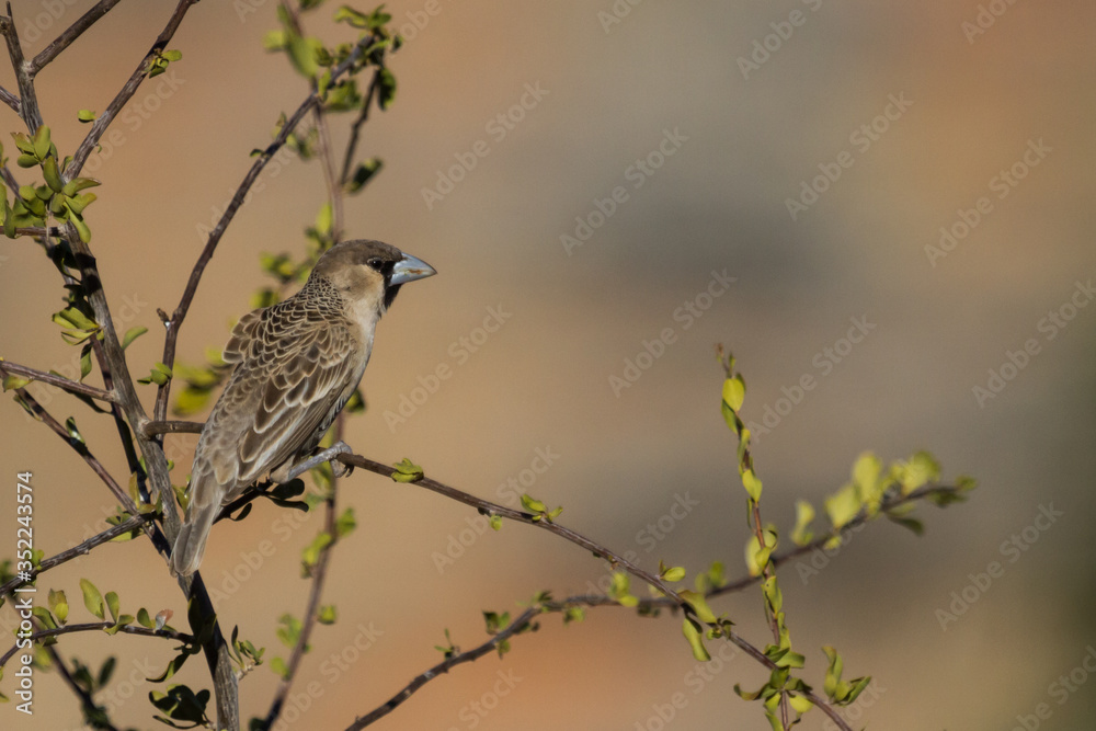 Sociable Weaver (Philetairus socius) Perched in a Tree Sociable Weaver (Philetairus socius) Perched in a Tree