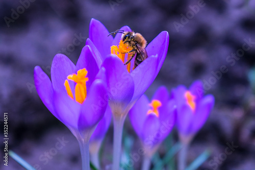  A little bee collects pollen on a delicate crocus flower.
