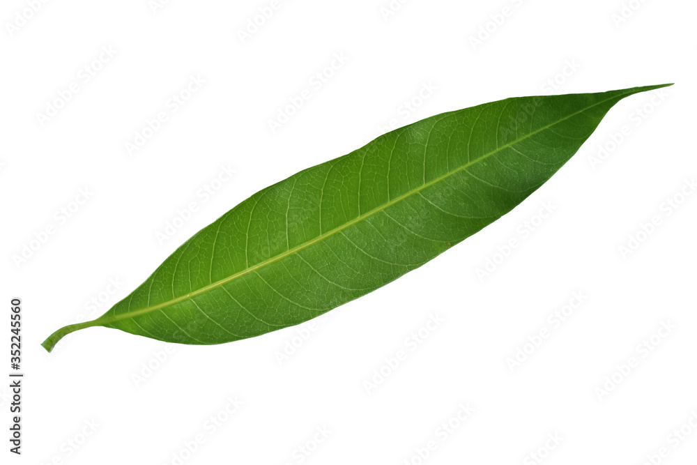 Mango leaves isolated on white background.clipping path Mango leaves isolated on white background.clipping path