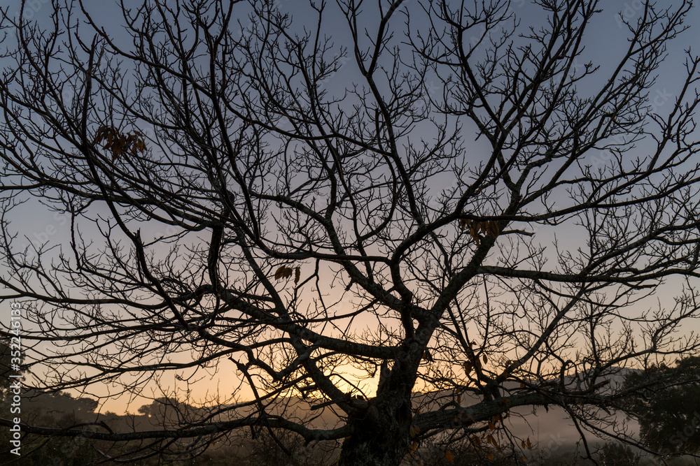 texture of a leafless tree during winter at dusk texture of a leafless tree during winter at dusk