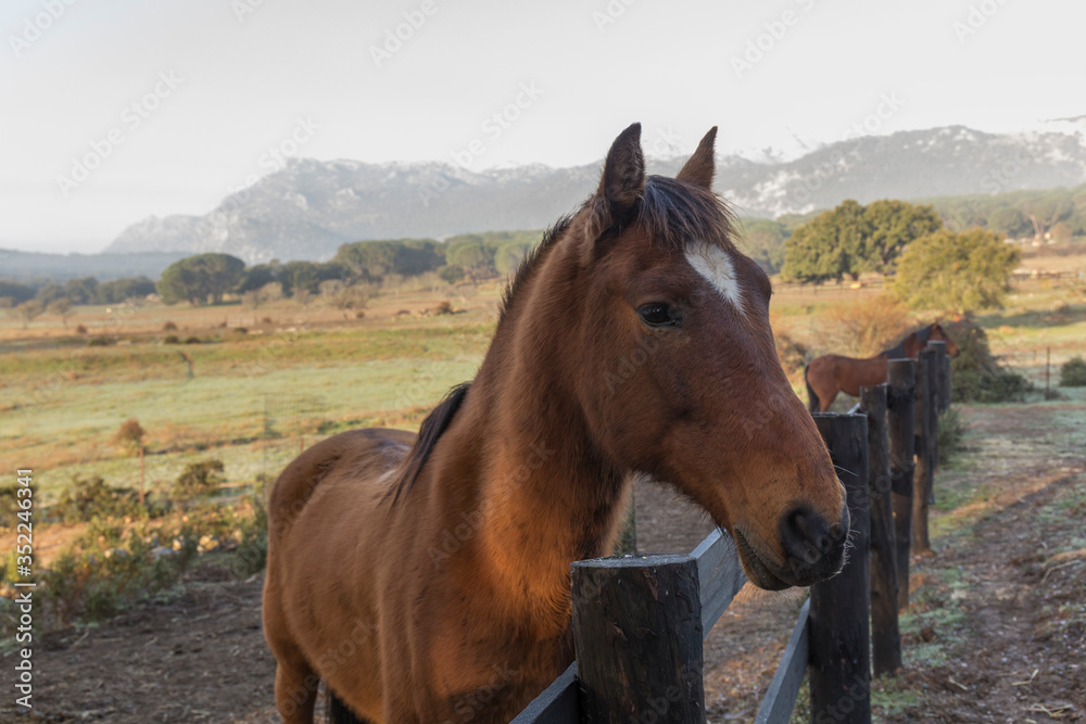 Naklejka premium close-up of a chestnut horse with a star on his forehead behind the wooden fence of his stable