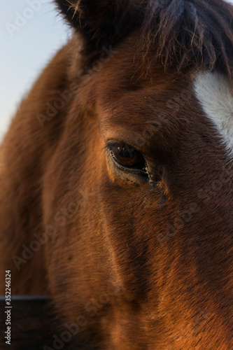 closeup of the eye of a chestnut horse