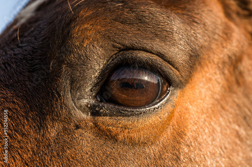 closeup of the eye of a chestnut horse