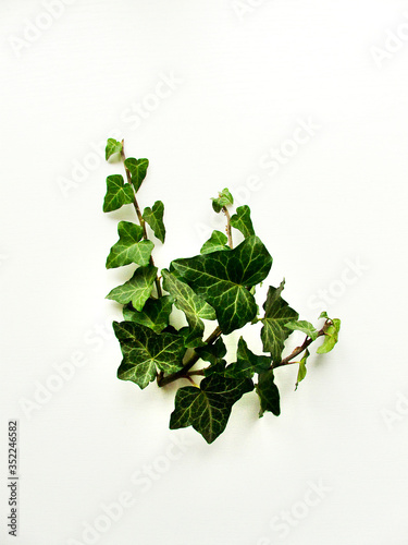Ivy on white