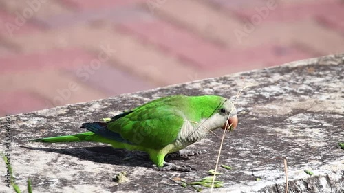 A monk parakeet (Myiopsitta monachus) eating wild barley seeds in a park