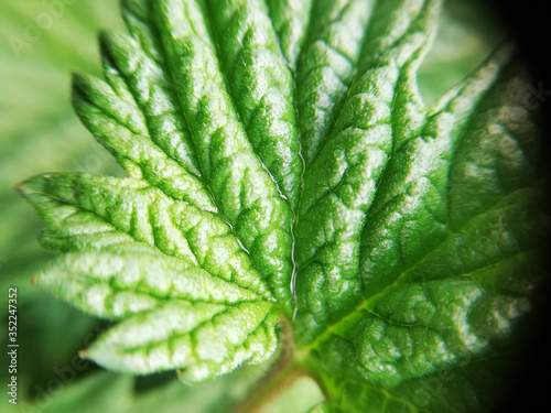 Beautiful green leaf, hops leaf, macro texture. Beautiful leaf texture in nature. Natural background, copy space. Desktop wallpapers, postcard.
